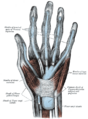 Anatomy of the hand showing the thenar eminence