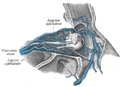 Diagram of the blood vessels of the eye
