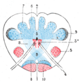 Dorsal column nuclei illustration