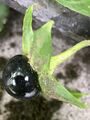 Atropa belladonna Single fruit