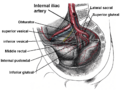 Diagram showing branches of the internal iliac artery