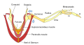 Wing Muscles, color