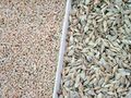 Spelt field in Silvolde