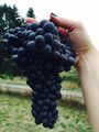 Zweigelt grape cluster