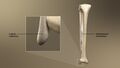 Malleolus