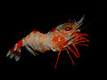 Decapod