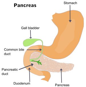 Diagram of the pancreas and surrounding organs
