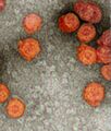 Phi6 virions
