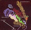 3D view of the hypothalamus