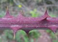 Rubus