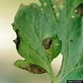 Leaf lesions caused by Alternaria solani