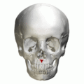 Animation of anterior nasal spine of maxilla