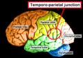 Brain lobes highlighting the temporoparietal junction