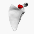Coracoid process of left scapula - animation