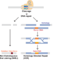 DNA Repair
