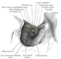 The cranial nerve nuclei