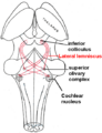 Lateral Lemniscus