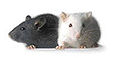 PCW Mice