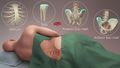 Site for procedure of bone marrow