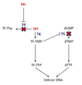 TAS-102 - Fluridine and Tipiracil Mechanism of Action