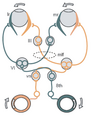 Oculomotor nucleus