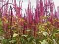Amaranthus caudatus