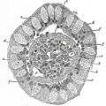 Intestinal villus