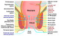 Diagram of the human anus