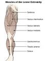 Illustration of lower extremity muscles