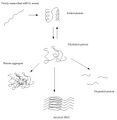 Protein aggregation