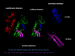 Protein structure