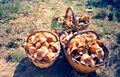Rovellons mushrooms