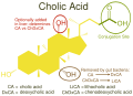 Cholic Acid vs Other Bile Acids