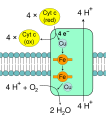 Complex IV