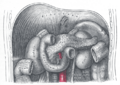 Diagram of the large intestine