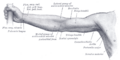Gray's Anatomy illustration 1231