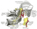 Mandibular nerve branches