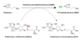 HNMT methylation of histamine