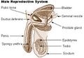 Spongy urethra