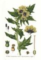 Flying_ointment