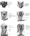 Development of external sexual organs in the male and female Gray1119