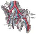 Gray's Anatomy illustration of the median sacral vein