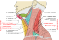 Labeled triangles of the neck