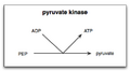 Pyruvate kinase