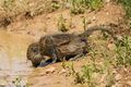 Olive baboon