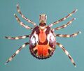 Amblyomma variegatum male