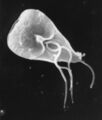 Giardia lamblia SEM