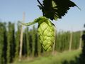 Humulus Lupulus Hopfendolde mit Hopfengarten