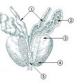 Illustration of the prostate and surrounding structures.