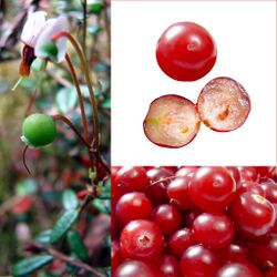 Cranberry plant, high in tannins
